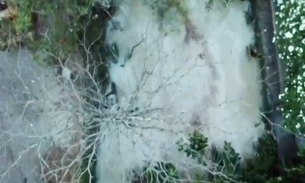 Vazamento de óleo é registrado em igarapé e prefeito garante que responsáveis serão penalizados