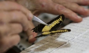 Colecionador doa 2 mil insetos para acervo do Museu Nacional do Rio de Janeiro