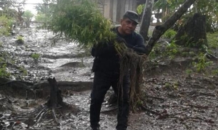 Polícia flagra criminosos 'trabalhando' em plantio de maconha no Amazonas