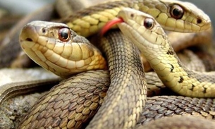 DF: Ibama resgata 32 serpentes e aplica mais de R$ 300 mil em