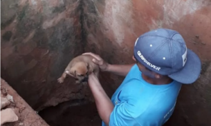 Cachorro sobrevive após passar seis dias dentro de bueiro 