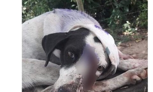 Para roubar casa, homem mata cadela a golpe de terçado no Amazonas