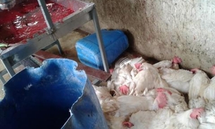 Mulher é indiciada por manter abatedouro clandestino de aves na AM-010