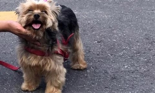 Dona oferece recompensa para recuperar cadela perdida em Manaus