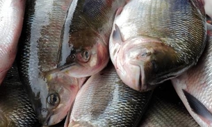 Feirão irá vender peixes a partir de R$8,50 em Manaus 