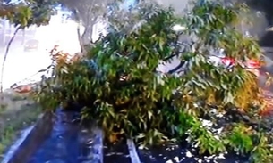 Árvore cai durante chuva e deixa trânsito caótico em avenida de Manaus