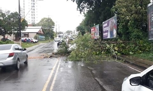 Árvore tomba e espalha fios elétricos no meio de avenida em Manaus