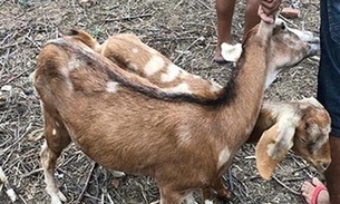 Homem é preso suspeito de abusar sexualmente de cabras 