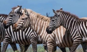 Foto de zebra 'loira' passeando em parque viraliza na internet