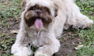 Cão da raça shih-tzu é furtado de área externa de mercado