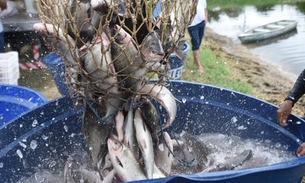 Feirão do Pescado da Semana Santa terá tambaqui a R$ 9,90 em Manaus 