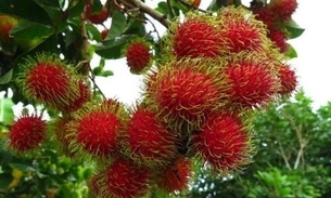 Limpa os rins e controla diabetes. Veja lista completa de benefícios do Rambutan