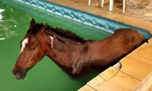 Cavalo é resgatado após cair dentro de piscina em sítio