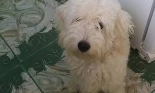Família pede apoio para localizar cachorro desaparecido em Manaus