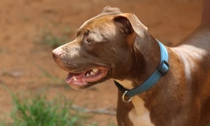 Pitbull ataca os próprios donos e é abatido  
