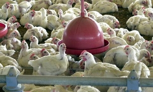 Brasil inicia exportação de carne de frango in natura para Índia