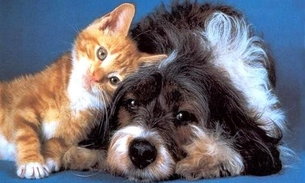 Shopping em Manaus tem feira de adoção de pets neste sábado