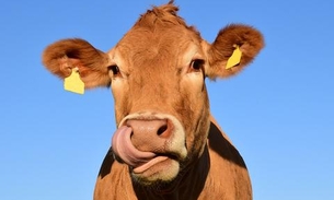 Polêmica: Novo desafio da internet pede beijos a vacas