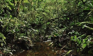UEA promove intercâmbio em Bioeconomia entre Alemanha e Amazonas
