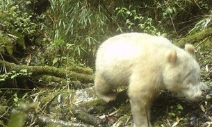  Panda Albino é visto pela 1ª vez em reserva 