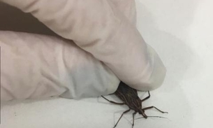 FVS investiga suspeita de surto de Doença de Chagas no Amazonas