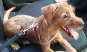 Desesperada, família oferece recompensa por filhote perdida em Manaus