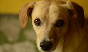 Adolescentes jogam cachorro de segundo andar de prédio de escola 