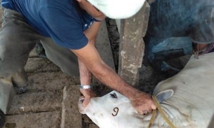 Adaf alerta para data limite da vacinação contra brucelose no Amazonas 