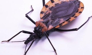 Doença de Chagas: Conheça os sintomas, riscos e formas de prevenção