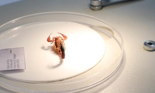 Acidentes com escorpiões aumentam no Amazonas, alerta FVS