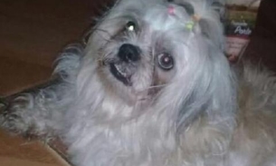  Família procura cadelinha Shih-tzu perdida em Manaus: 'estamos sofrendo'