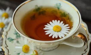 Chá de camomila alivia estresse e combate inflamações; conheça benefícios