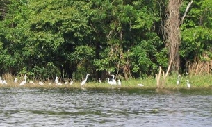 MPF e órgãos ambientais assinam termo para gestão da fauna no Amazonas