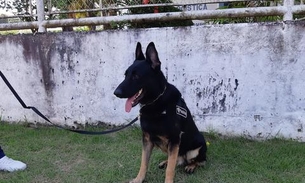 Aeroporto de Manaus ganha reforço na equipe de cães da Receita Federal