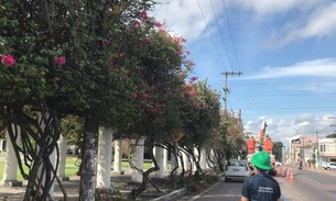 Árvores recebem ação de manejo e retirada das ervas-de-passarinho em Manaus
