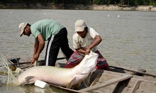 Empresários amazonenses estudam exportar pirarucu para a Europa e Ásia
