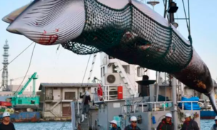 Japão retoma caça comercial de baleias nesta segunda 
