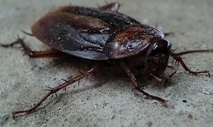 Baratas estão evoluindo e podem se tornar impossíveis de matar