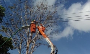 Ação preventiva de manejo faz retirada de árvore com risco de queda na avenida André Araújo