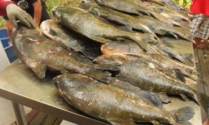 Tambaqui será vendido a partir de R$ 9 neste sábado em Manaus 