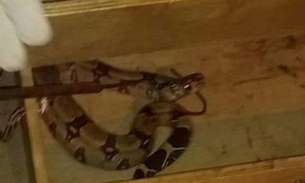 Jiboia invade casa e assusta moradores em Manaus