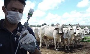 Mais de 200 mil bovinos devem ser vacinados no Amazonas contra aftosa 