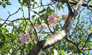 Em Manaus, visual da Djalma Batista muda com floração de ipês em julho