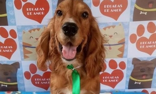 Espaço de atenção animal realiza feira de adoção de cachorros neste sábado