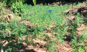 Homem é preso após polícia encontrar plantação de maconha no Amazonas