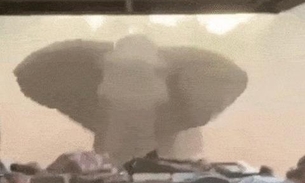 Elefante enfurecido ataca turistas em safári na África 