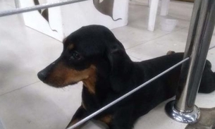  Família procura por cadela desaparecida em Manaus 