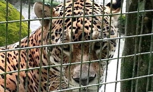 Tropical Hotel anuncia visitação em zoológico para ajudar a alimentar animais em Manaus