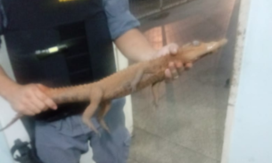 Jacaré é resgatado ao tentar atravessar avenida de Manaus