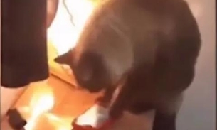 Gato aprende a desligar o despertador das donas e é pego no flagra; assista